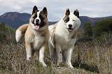 AKITA AMERICAIN 383
